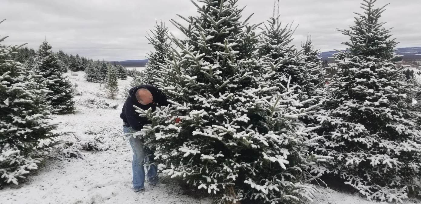 Dreamland Christmas Farm Sparks Annual Family Holiday Memories